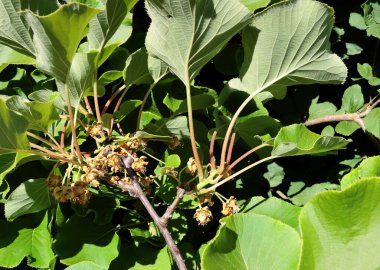Aktinidia Chinensis Çalılığı Park 'ta Yakın plan