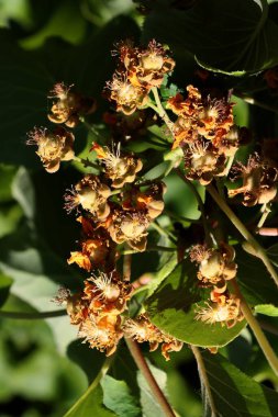 Aktinidia Chinensis Çalılığı Park 'ta Yakın plan