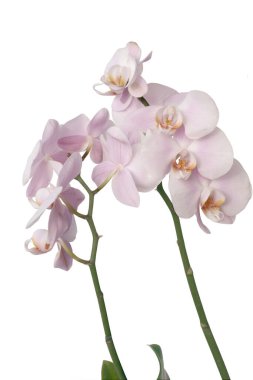 Çeşitli renkli orkideler kapanıyor.