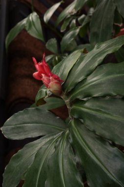 Costus Pulverutentus bitkisinin tomurcuğu - Costaceae Ailesi