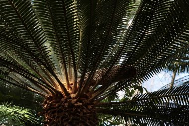 Büyük, yenilebilir meyveleri olan tropikal palmiye ağaçları.