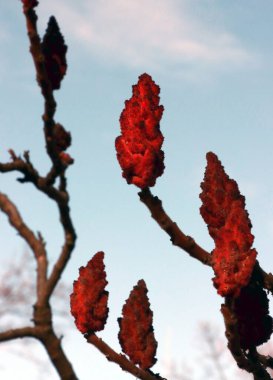 Rhus tipik disekta kırmızı çiçekleri sonbaharda parkta
