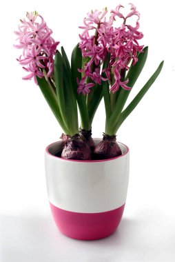 Baharda sümbül bitkilerinin güzel kokulu çiçekleri.