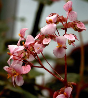 Çeşitli begonya bitkilerinden pembe çiçekler kapanıyor.