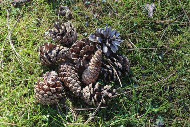 Çam ağacının çeşitli konileri.