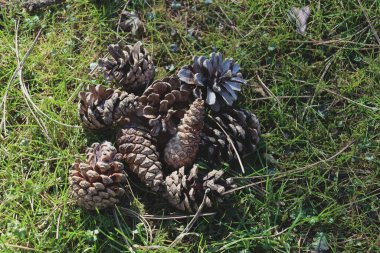 Çam ağacının çeşitli konileri.