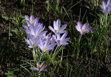 İlkbaharda parktaki kır bitkilerinin güzel çiçekleri.