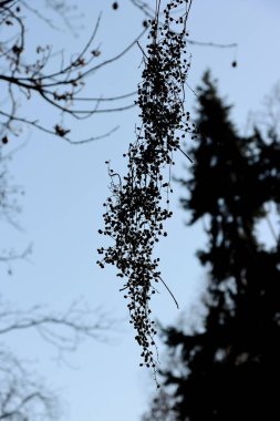 Verniciflua Stokes 'un küçük tohum damarları Anacardiaceae Ailesi