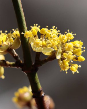 Cornus Mas meyve ağacının sarı çiçekleri