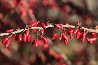 Sonbaharda Berberis vulgaris çalılarının kırmızı meyveleri kapanıyor.