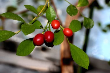 Murraya 'nın kırmızı meyveleri paniklemiş portakal yasemin çalısı, Rutaceae Ailesi