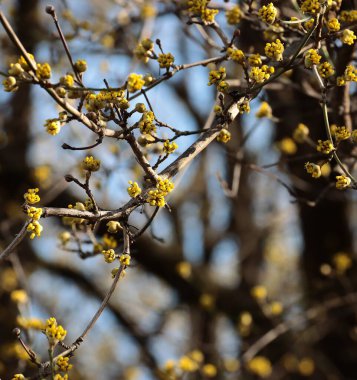 İlkbaharda çiçek açan Cornus mas meyve ağacının küçük sarı çiçekleri