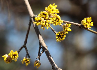 İlkbaharda çiçek açan Cornus mas meyve ağacının küçük sarı çiçekleri