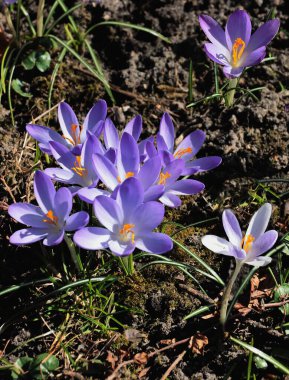 İlkbaharda tatlı beyaz ya da tarla çiçekleri