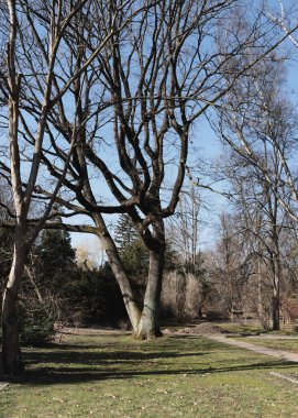 Yapraksız Quercus ROBUR Ağaç Manzarası