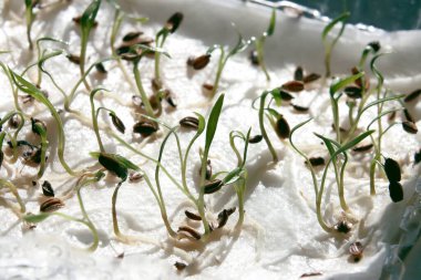 tomurcuklanma ve çeşitli bitkiler yakın plan