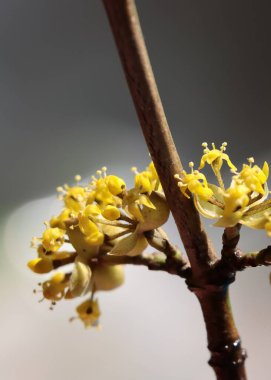 İlkbaharda Cornus mas meyve ağacının küçük sarı çiçekleri
