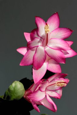 Schlumbergera portakal çiçeği. Yaklaş.