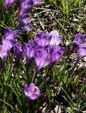 Renkli, güzel Lila Crocus çiçekleri baharda