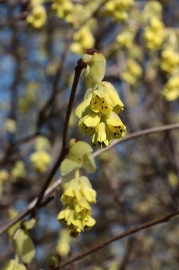 Corylopsis spicata-Hamamelidaceae ailesinin güzel sarı çiçekleri.
