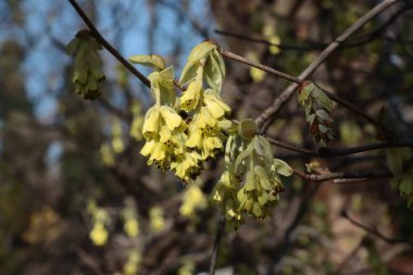 Corylopsis spicata-Hamamelidaceae ailesinin güzel sarı çiçekleri.