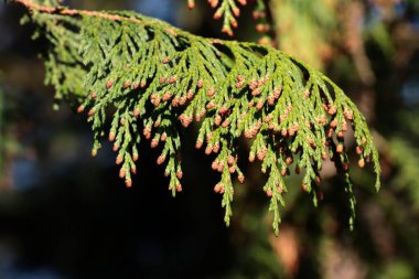 Thuja- Chamaecyparis pisifera kozalaklı ağacının yeşil yaprakları.
