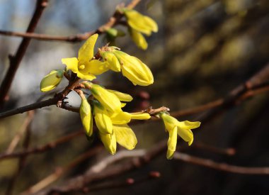 İlkbaharda çalıların sarı çiçekleri