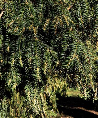 Ağaç dalları ve tomurcukları Baharda Talus Baccata