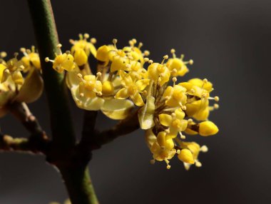 İlkbaharda Cornus mas meyve ağacının küçük sarı çiçekleri