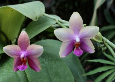 Orkide falancalarının çeşitli renkli çiçekleri. Yaklaş.