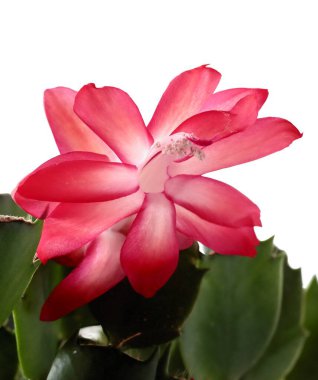 kırmızı, Schlumbergera sulu bitkisinin güzel çiçekleri