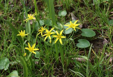 Bahar bitkisinin sarı küçük çiçekleri Asphodeline lutea