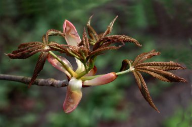 Baharda çeşitli ağaçlardan ve çalılardan uyanmak