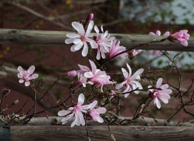 İlkbaharda güzel pembe çiçekli manolya ağacı