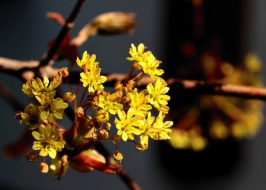Baharda açan Akçaağaç 'ın sarı çiçekleri