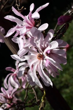 İlkbaharda güzel pembe çiçekli manolya ağacı