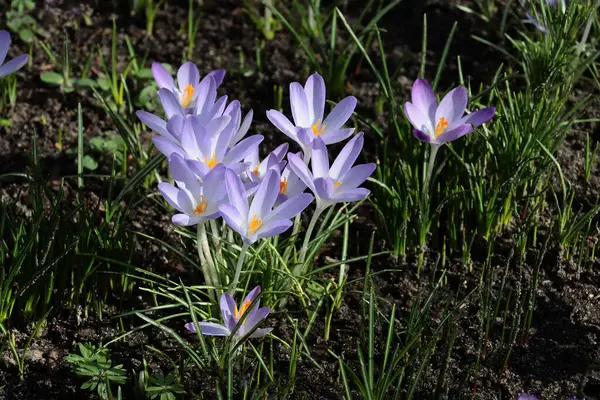 İlkbaharda tatlı beyaz ya da tarla çiçekleri