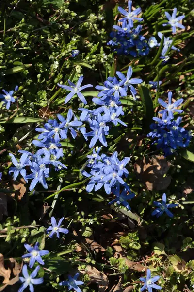 Baharda Chionodoxa Lucilie bitkisinin mavi çiçekleri