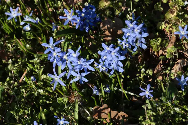 Baharda Chionodoxa Lucilie bitkisinin mavi çiçekleri