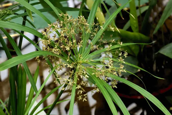 Yeşil yapraklar ve Siberus Scariosus bitkisinin küçük çiçekleri.