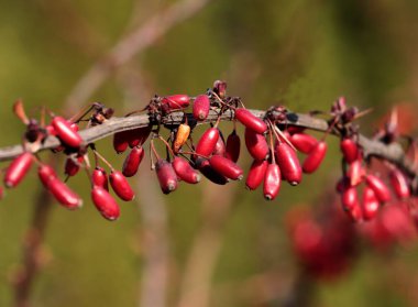  Geçen seneki Berberiler kapanıyor.