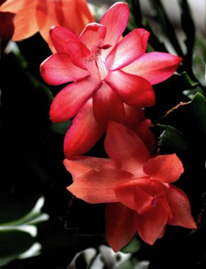 kırmızı, Schlumbergera sulu bitkisinin güzel çiçekleri