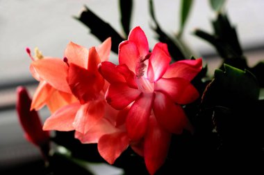 kırmızı, Schlumbergera sulu bitkisinin güzel çiçekleri