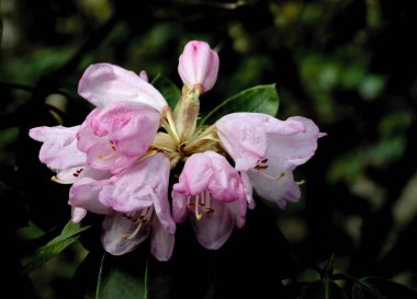 Renkli pembe ya da mor rhododendron çiçekleri baharda kapanıyor.