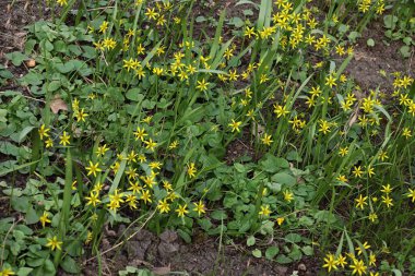 Bahar bitkisinin sarı küçük çiçekleri Asphodeline lutea