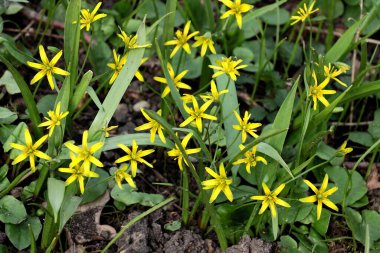 Bahar bitkisinin sarı küçük çiçekleri Asphodeline lutea