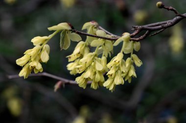 Corylopsis spicata-Hamamelidaceae ailesinin güzel sarı çiçekleri.