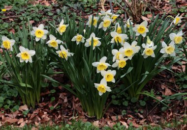 Baharda bahçedeki sarı nergisler