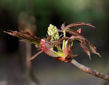 Baharda çeşitli ağaçlardan ve çalılardan uyanmak