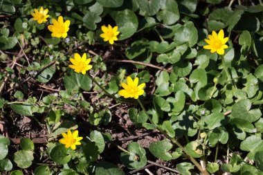 Ficaria verna bitkisi - İlkbaharda filizlenen incir çiçeği